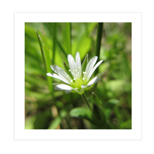 Chickweed Tile
