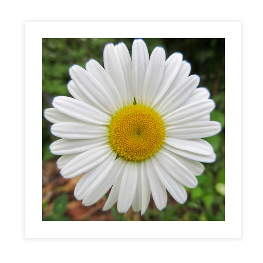 Daisy in the Sun