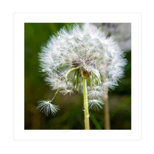 Dandelion in the Rain Tile