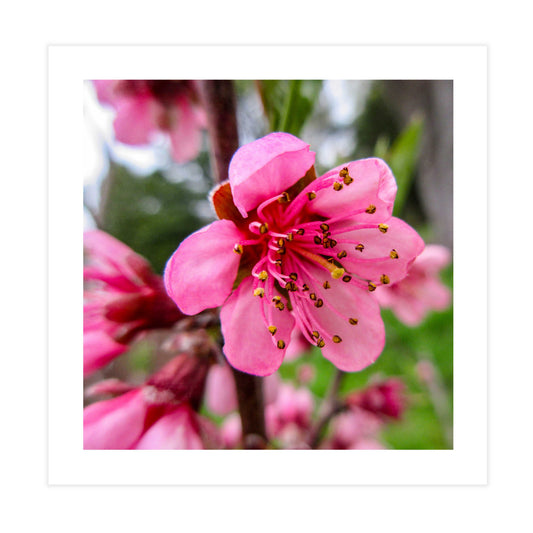 Peach Blossom Tile