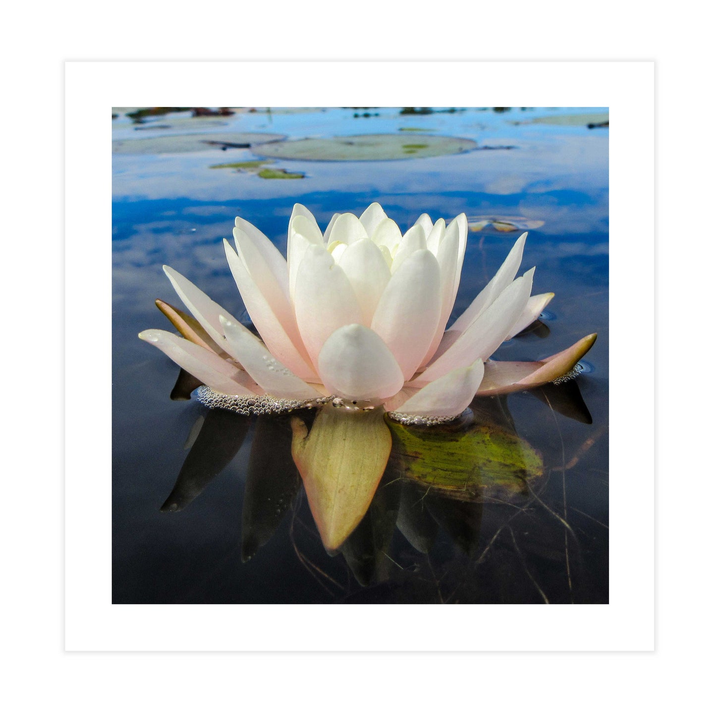 Pink Water Lily Tile