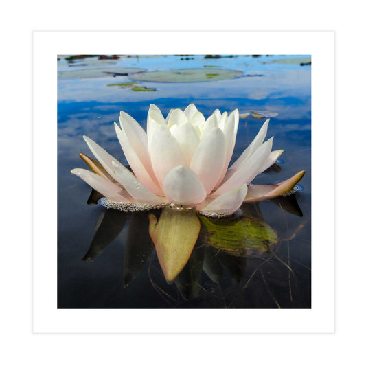 Pink Water Lily Tile