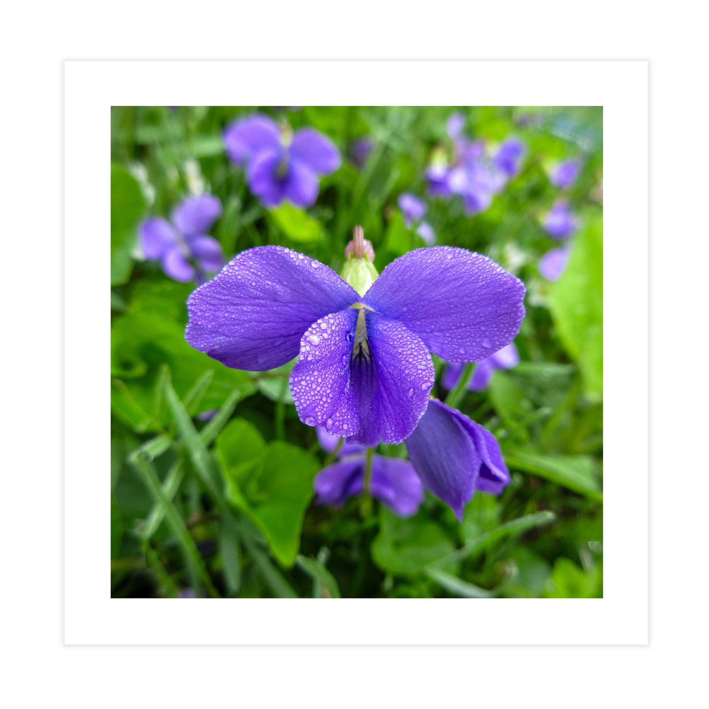 Violet Gallery Tile