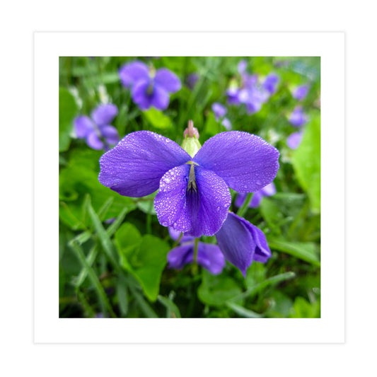 Violet Gallery Tile