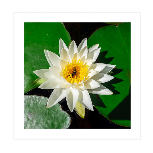 Water Lily & Bee Tile