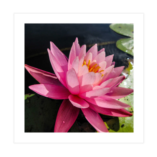 Water Lily Pink Tile