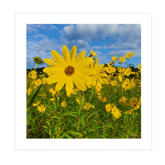 Wild Sunflower Tile