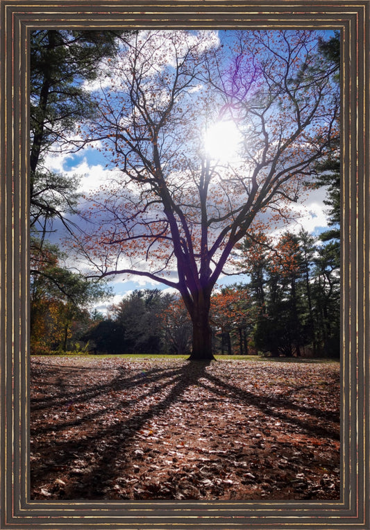 Sun Through the Branches Framed Art