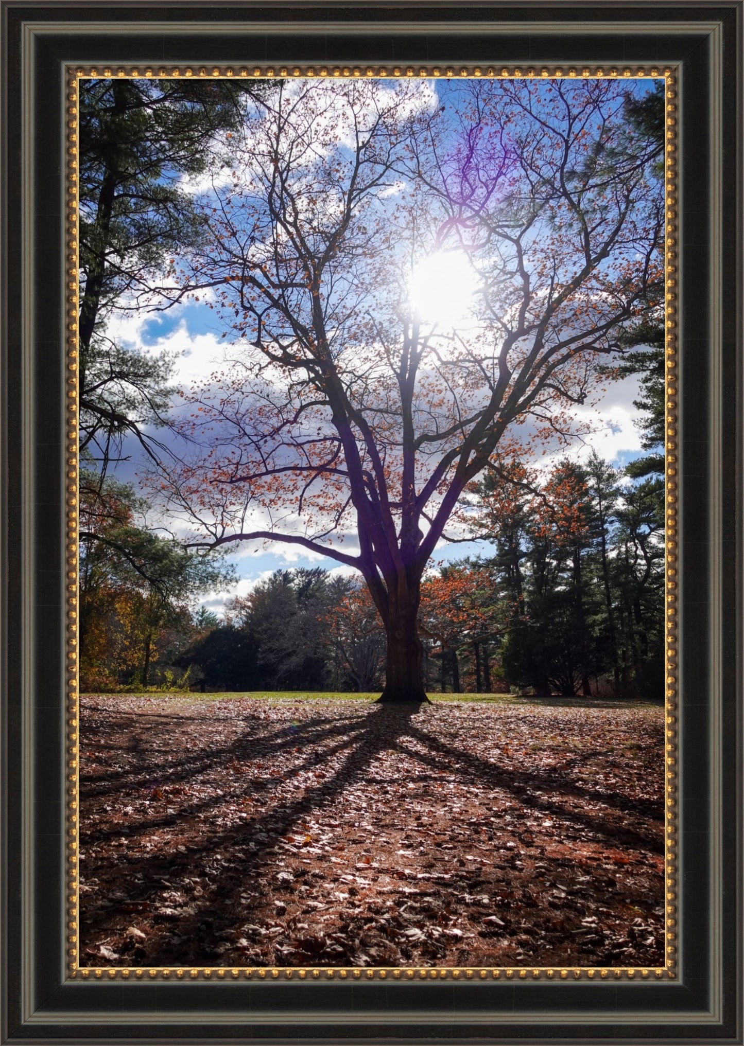 Sun Through the Branches Framed Art