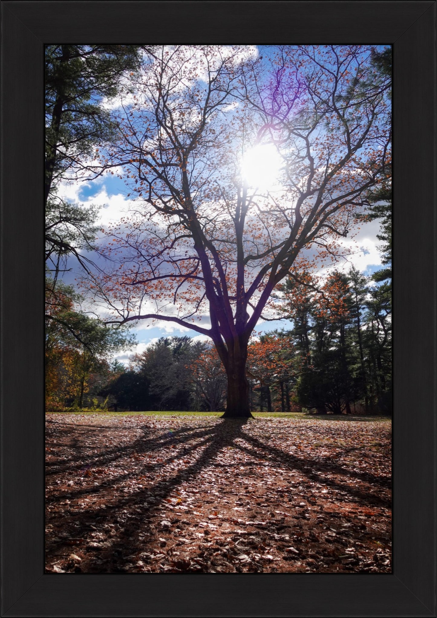 Sun Through the Branches Framed Art