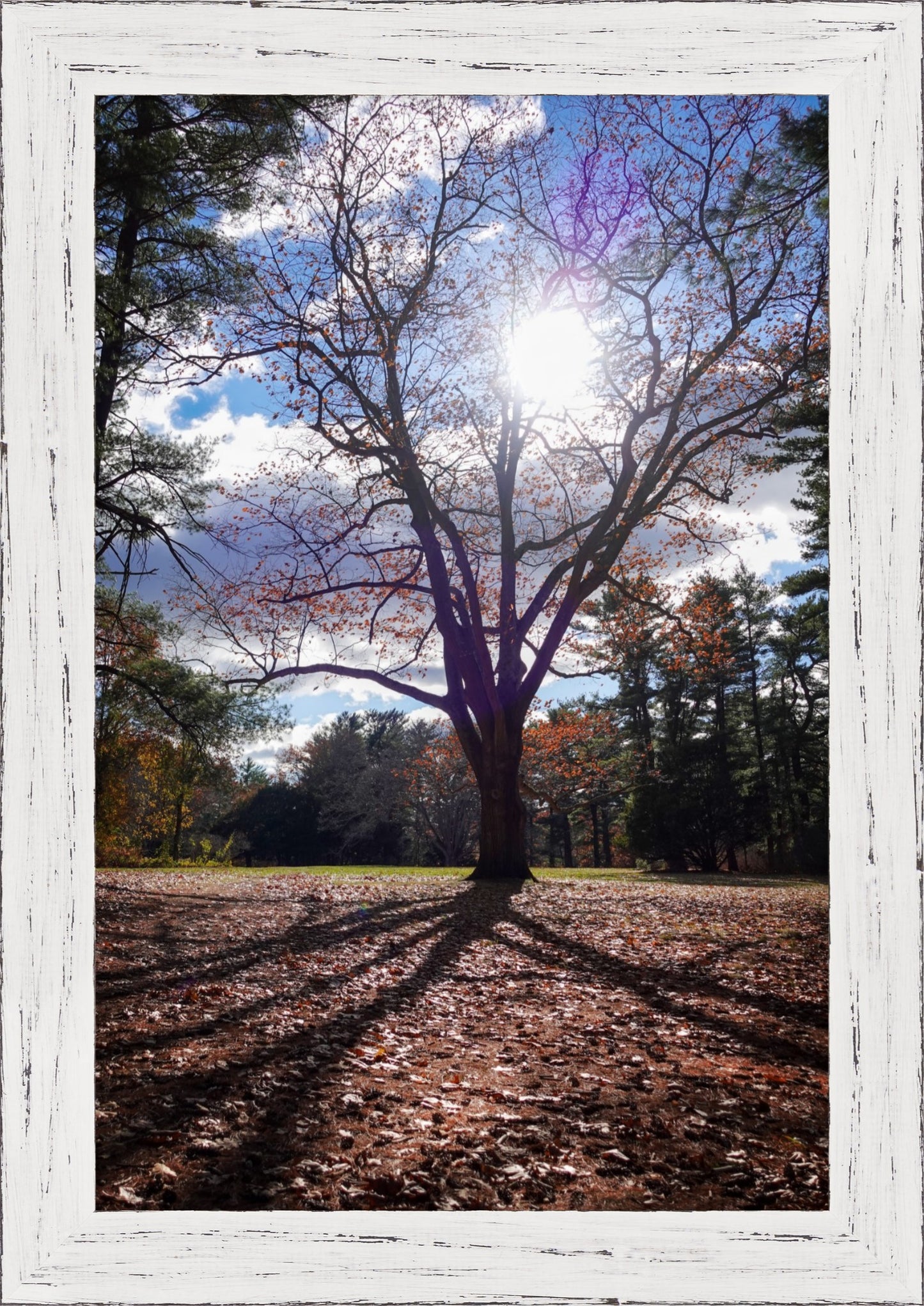 Sun Through the Branches Framed Art