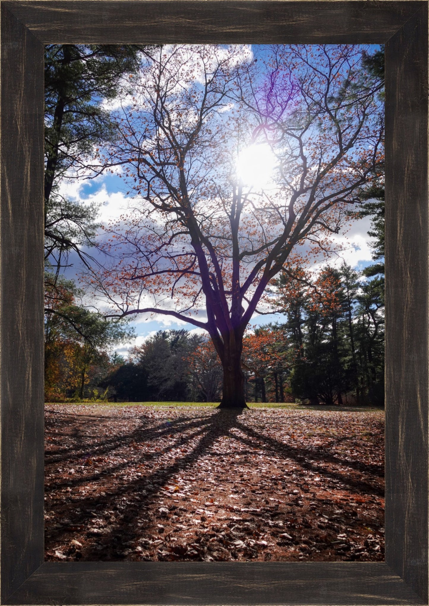 Sun Through the Branches Framed Art