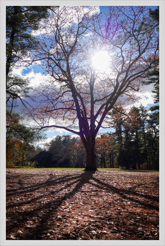 Sun Through The Branches