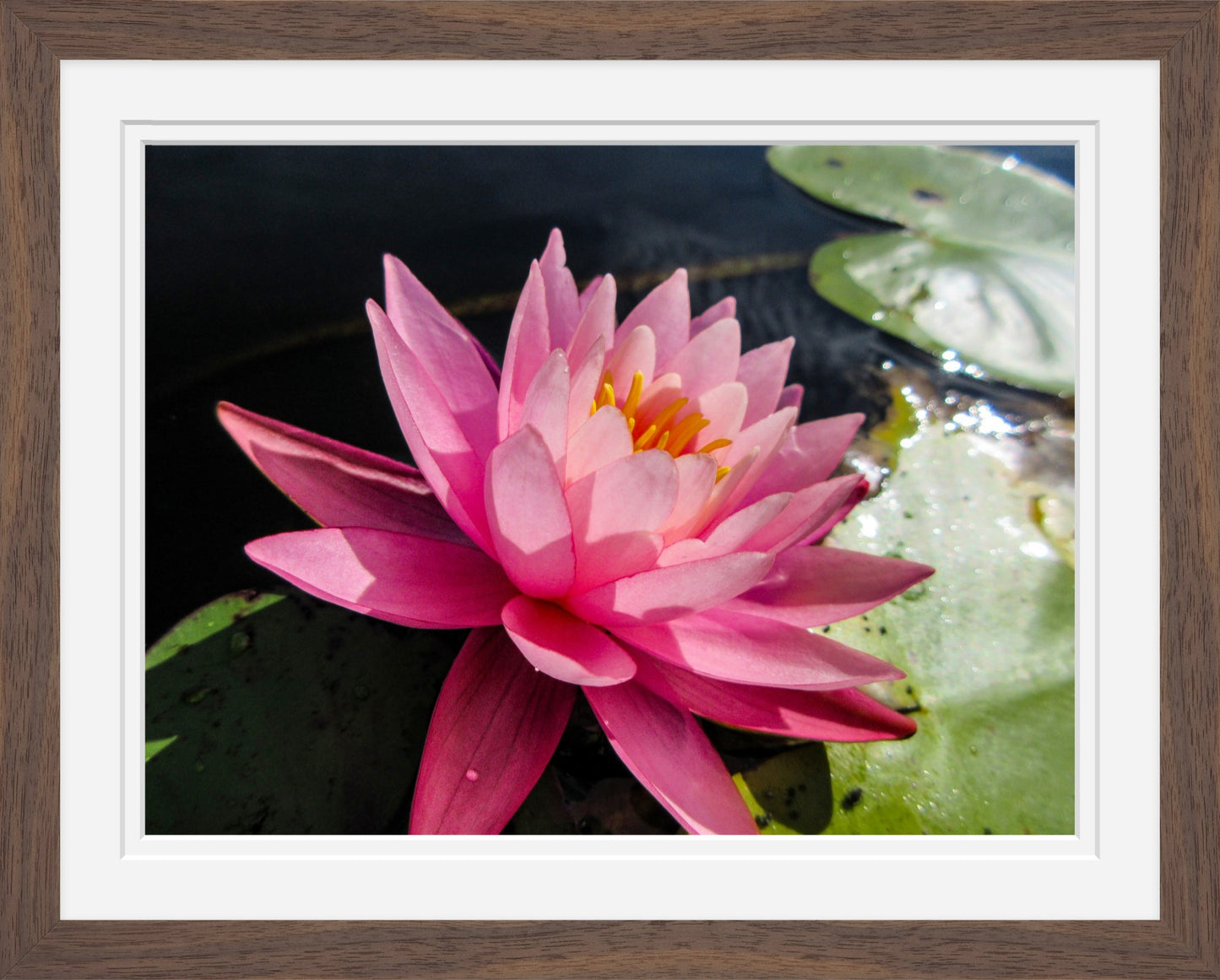 Pink Water Lily at Bellamy Reservoir – Framed Fine Art Photograph