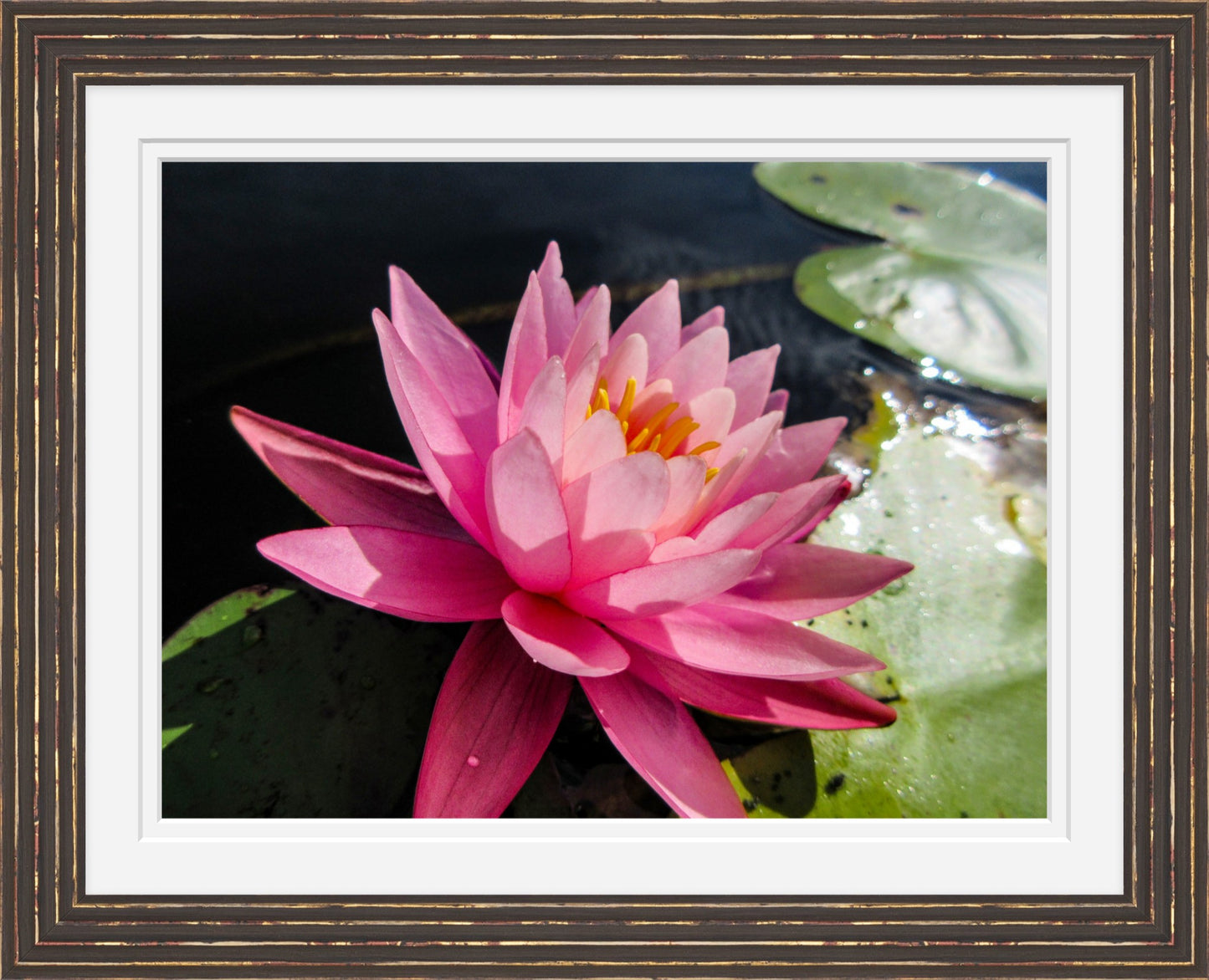 Pink Water Lily at Bellamy Reservoir – Framed Fine Art Photograph
