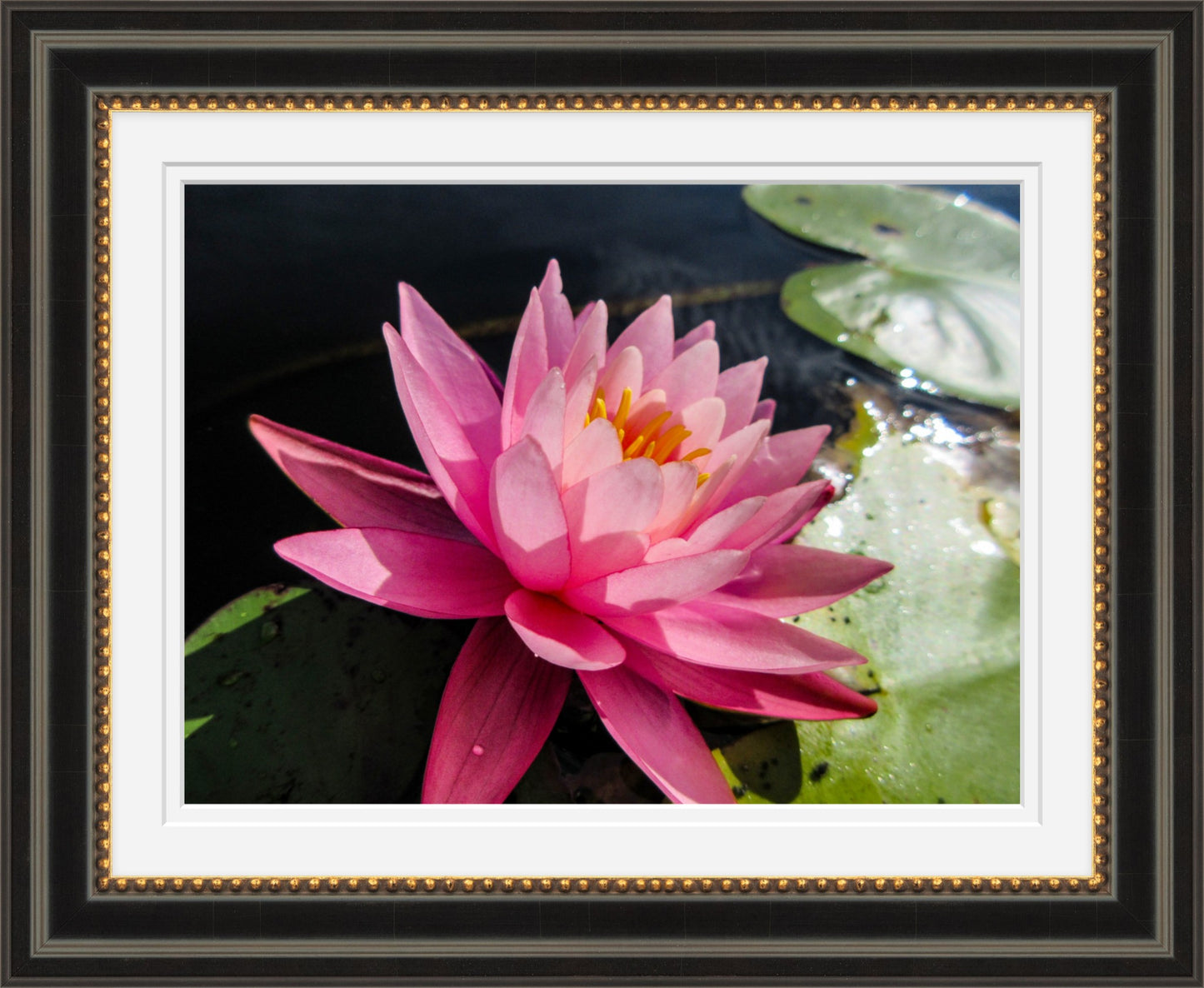 Pink Water Lily at Bellamy Reservoir – Framed Fine Art Photograph