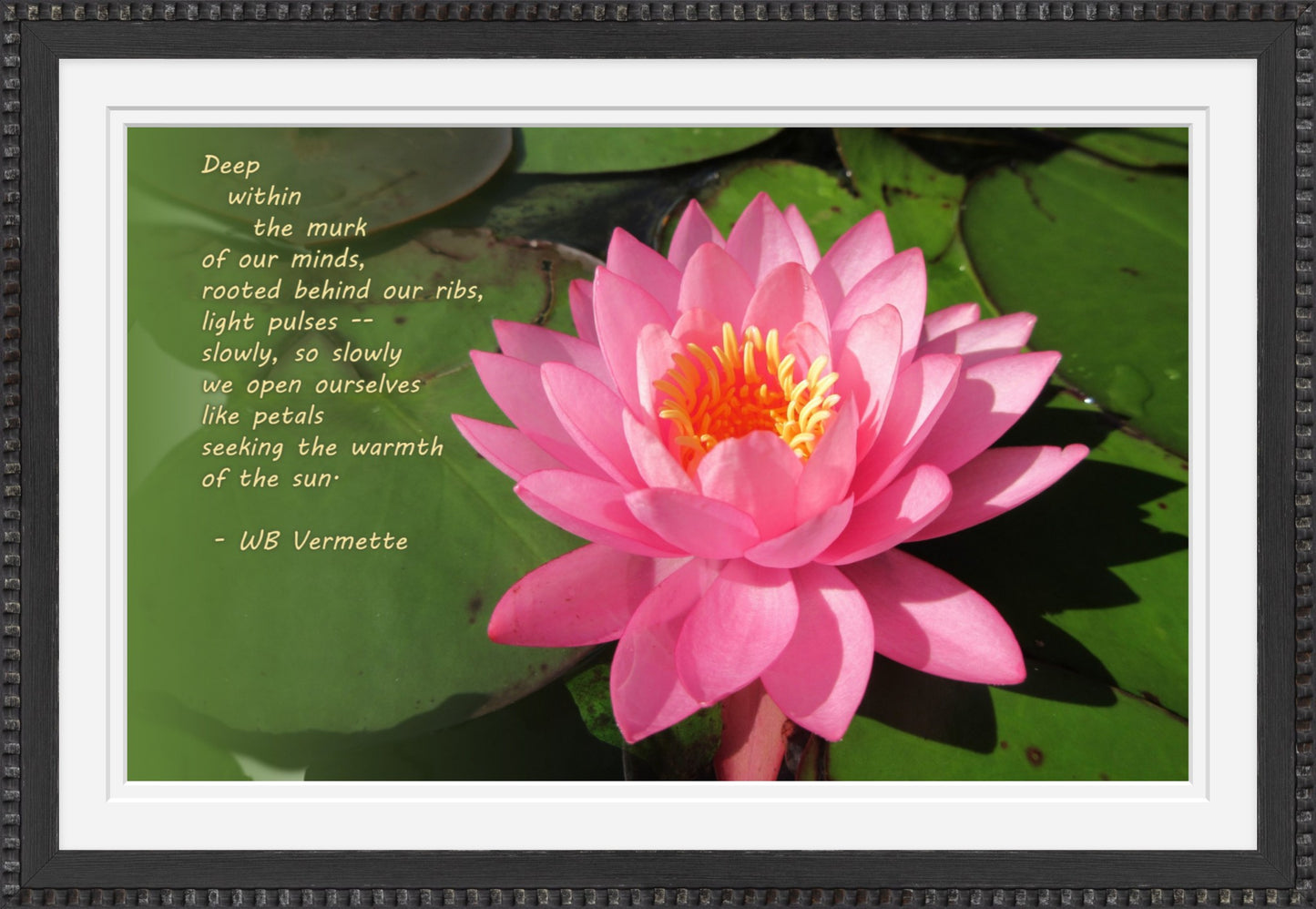 Pink Water Lily Poetry Wall Art