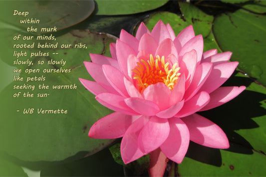 Pink Water Lily Poetry Wall Art