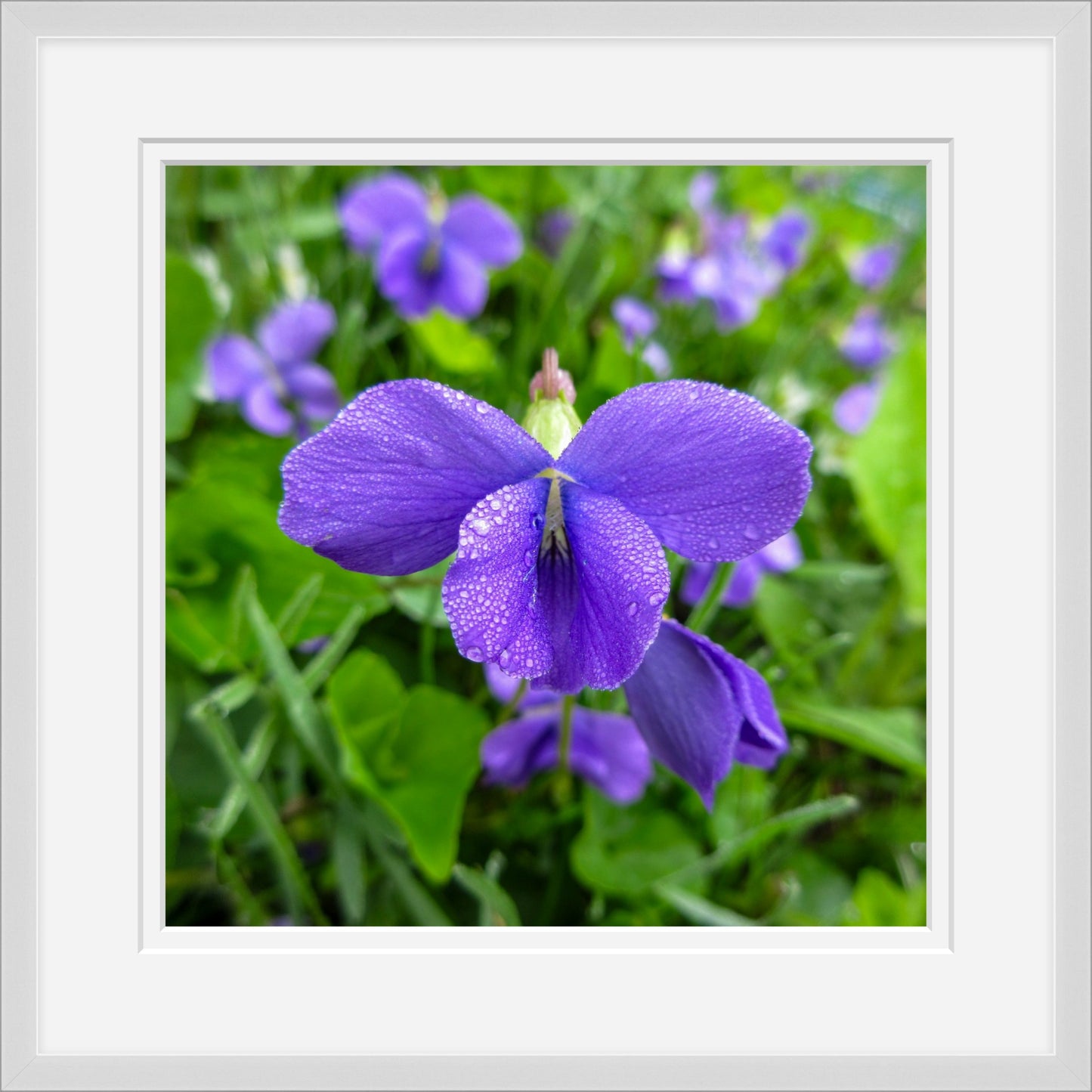 Violet