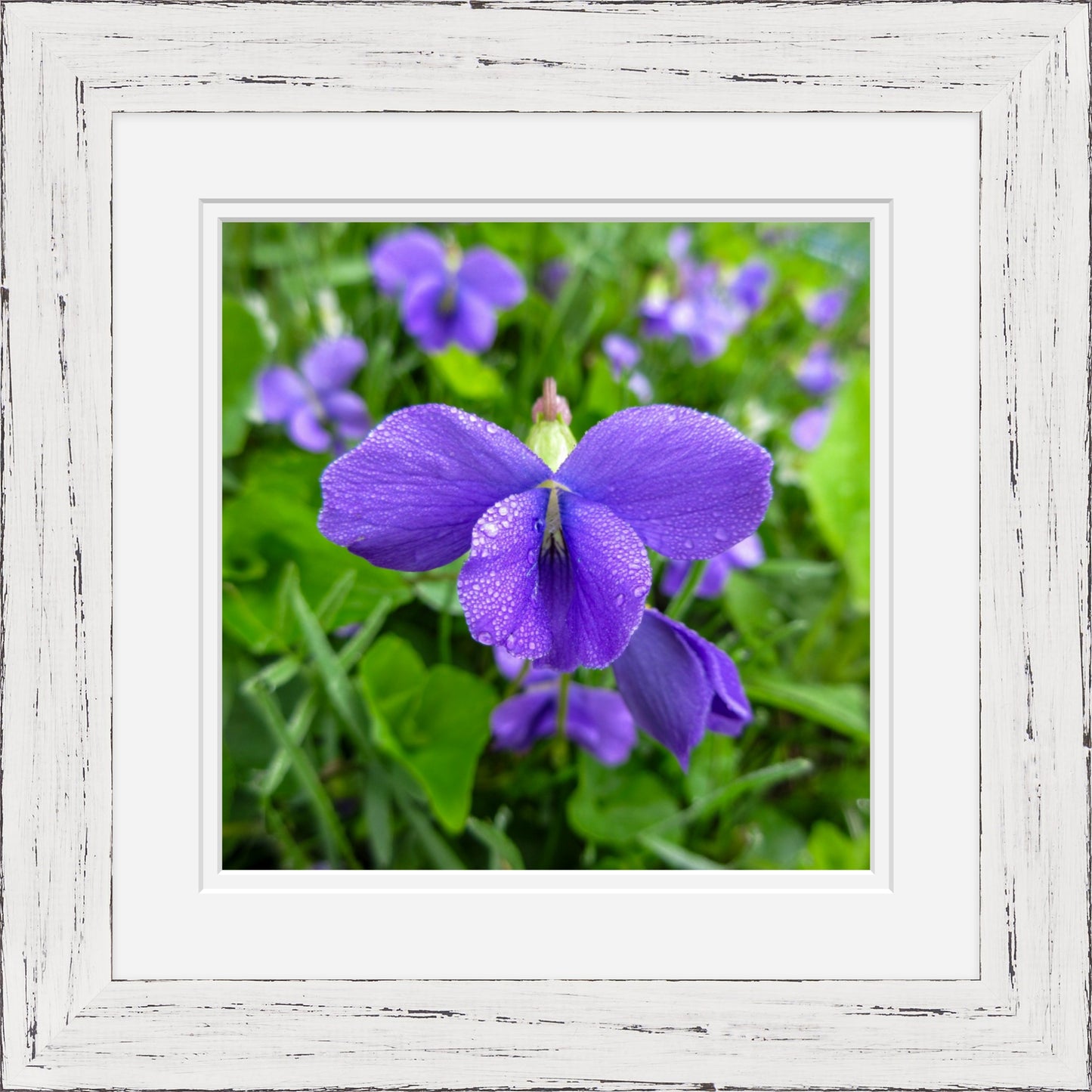 Violet