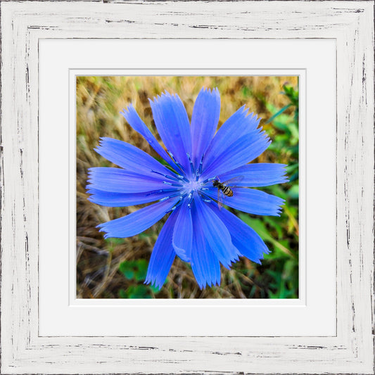 Blue flower with a bee on a blurred natural background inside a white framed border