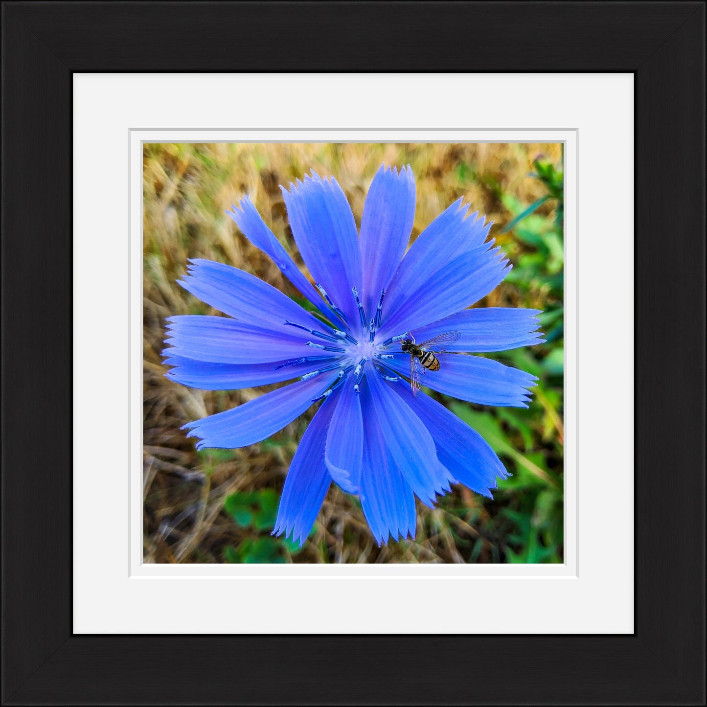 Chicory & Hoverfly