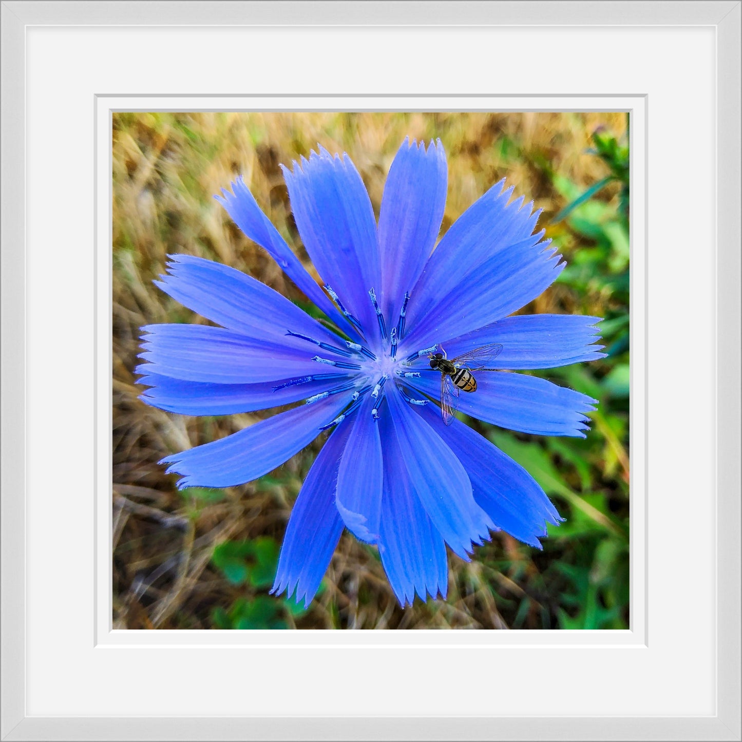 Chicory & Hoverfly