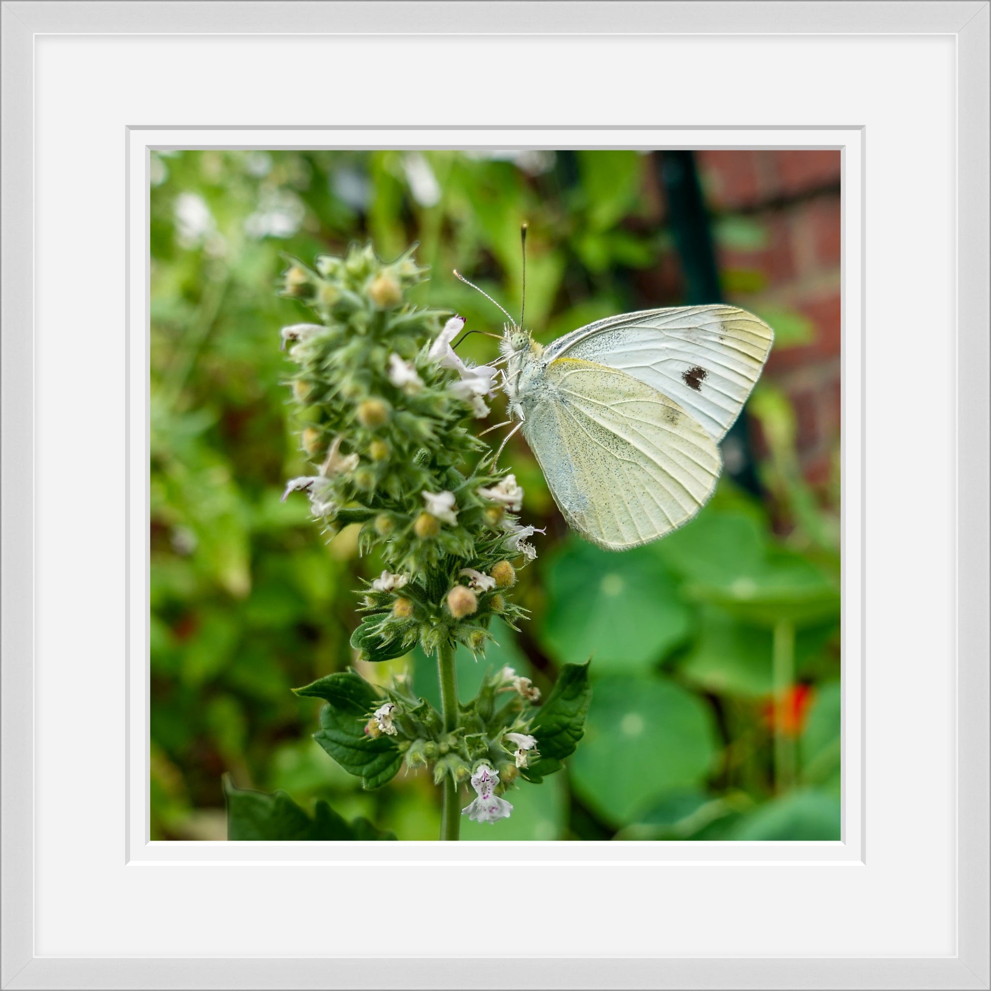 Butterfly on a plant with a white border and slim silver frame