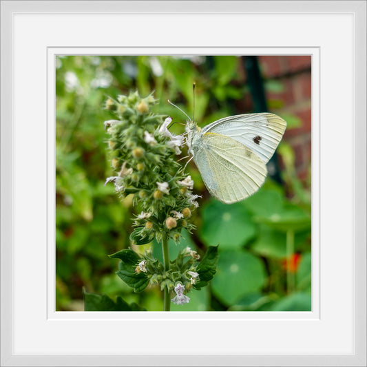 Butterfly on a plant with a white border and slim silver frame