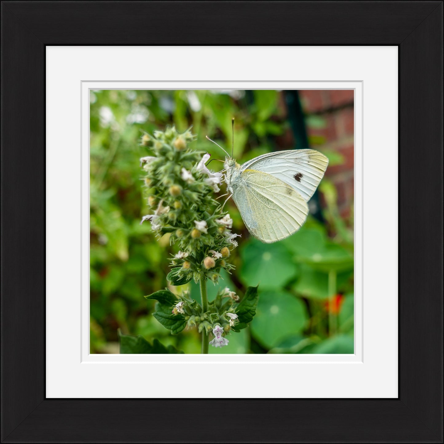Butterfly on a plant with a black frame