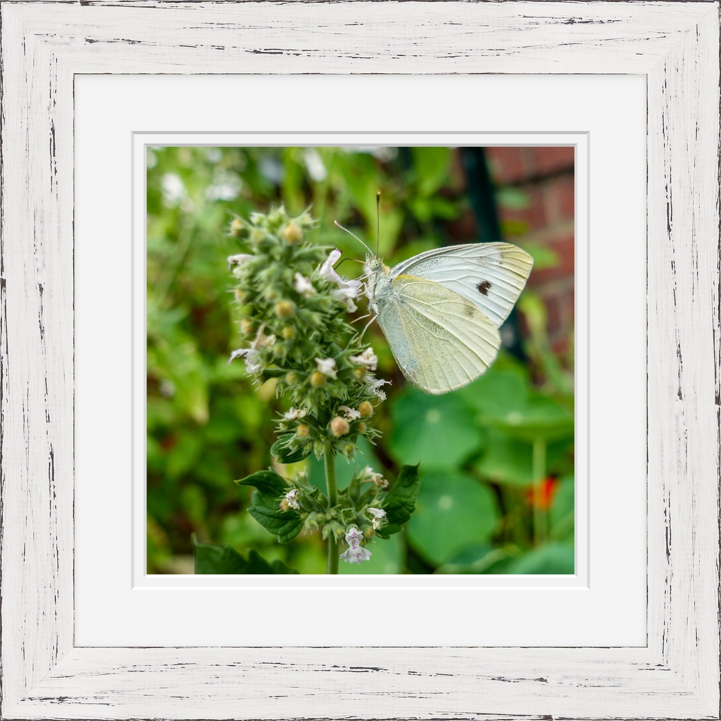 Butterfly on a plant with a white framed border