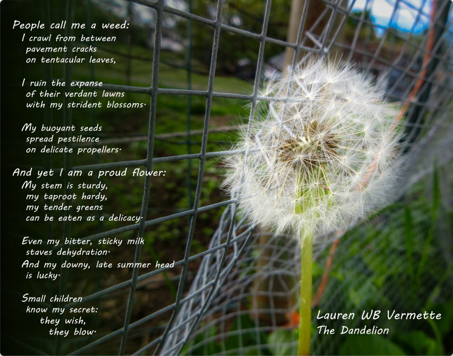Dandelion in Verse Poetry Wall Art