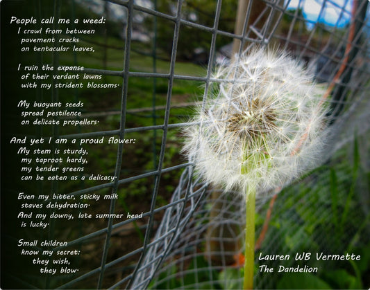 Dandelion in Verse Poetry Wall Art