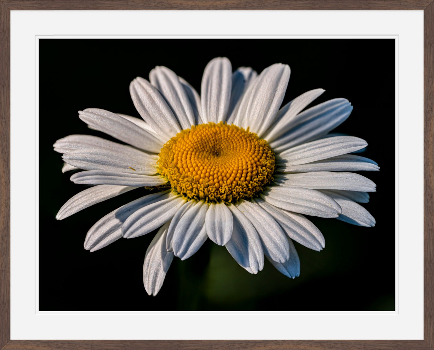 Daisy Bloom in Shadow – Framed Botanical Wall Art