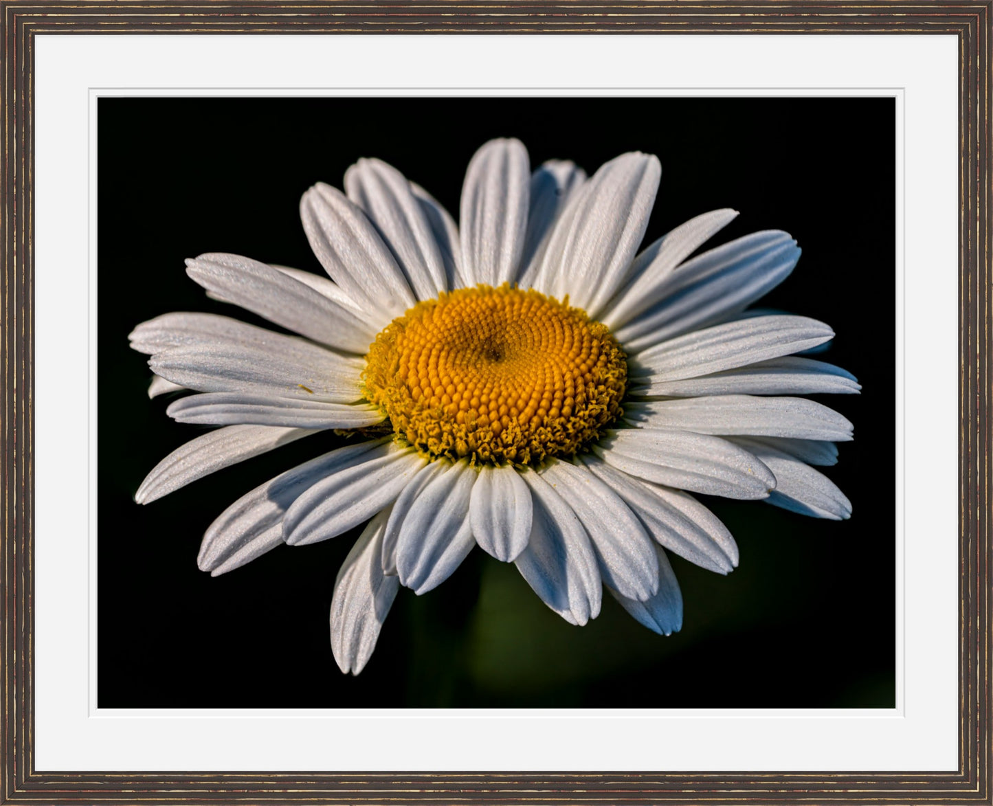 Daisy Bloom in Shadow – Framed Botanical Wall Art