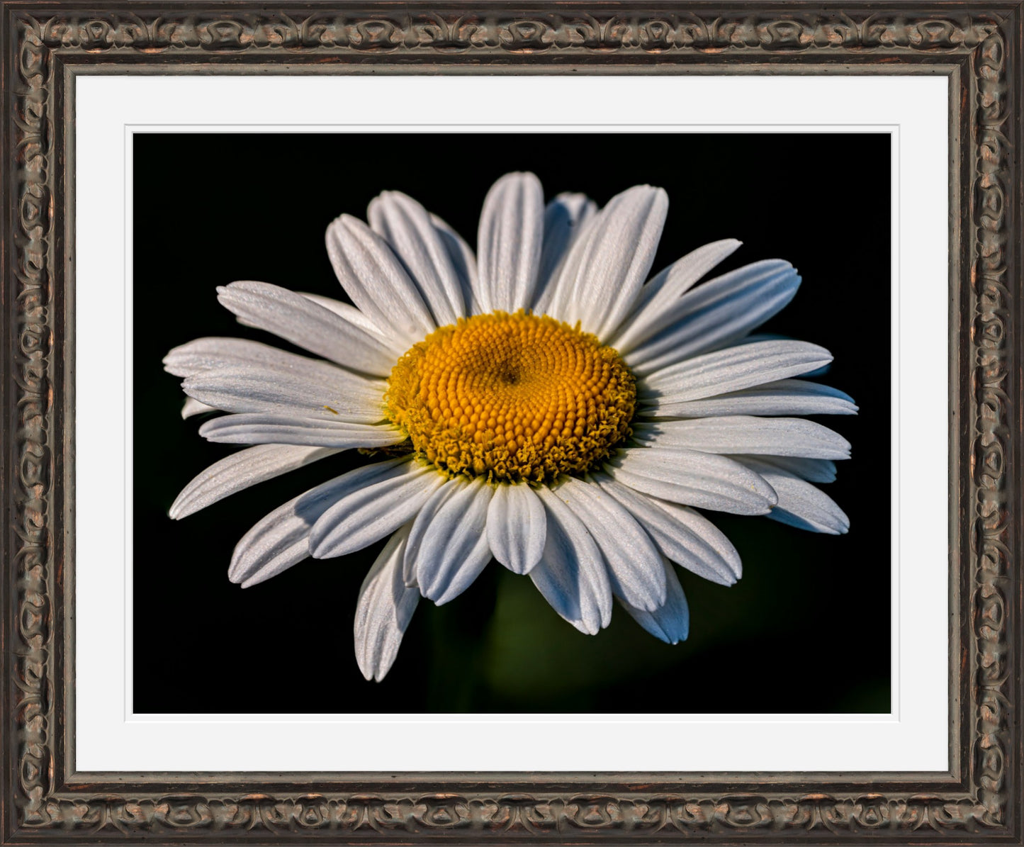 Daisy Bloom in Shadow – Framed Botanical Wall Art