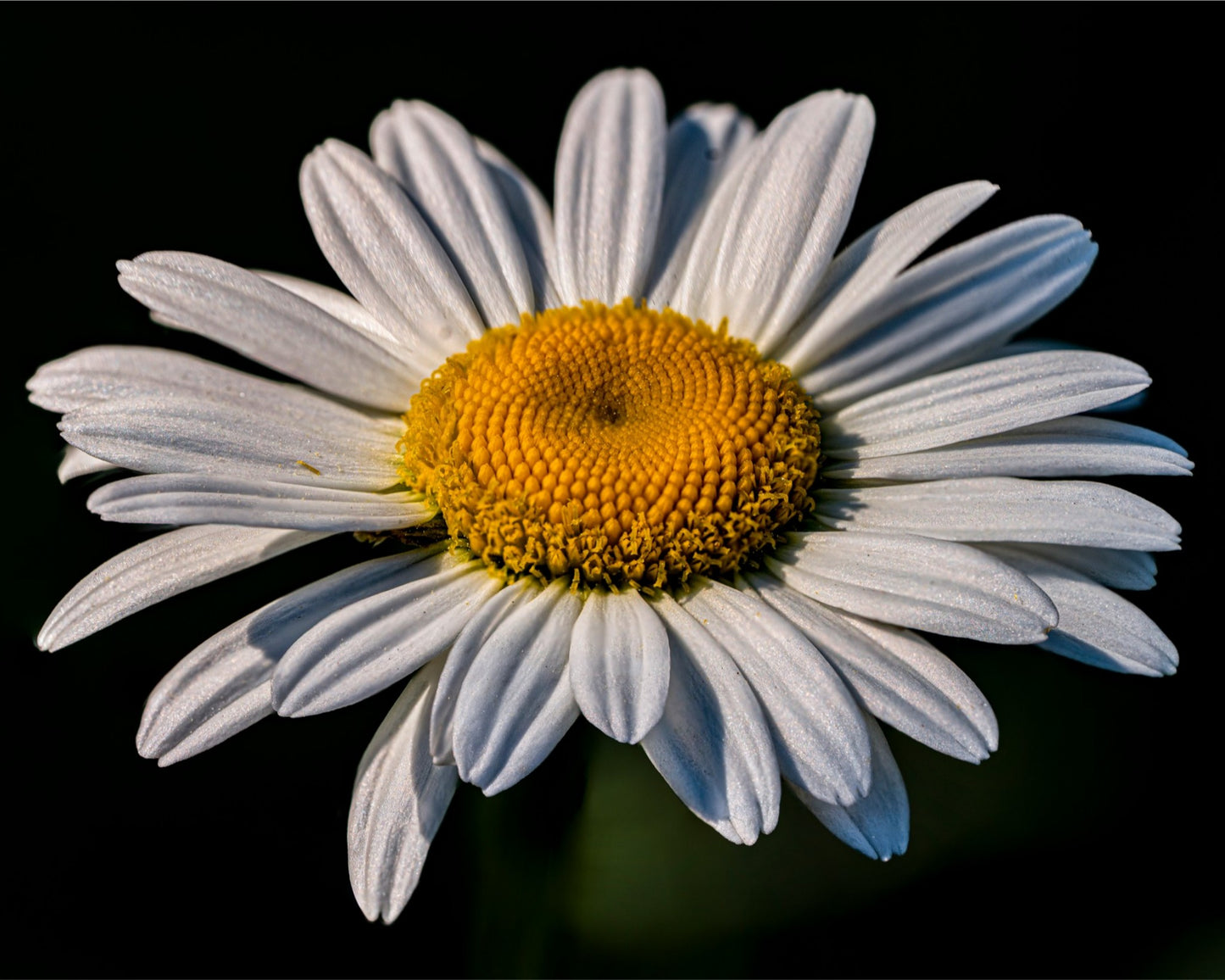 Daisy Bloom in Shadow – Framed Daisy Flower Photography Wall Art