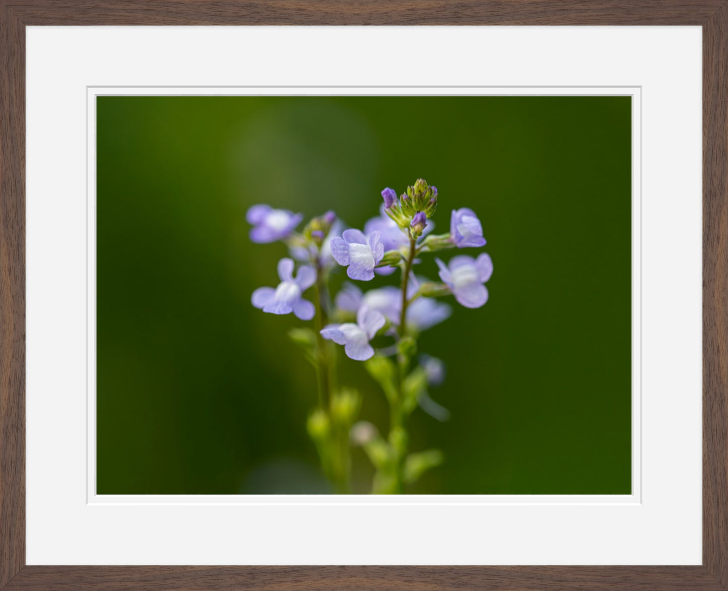 Blue Toadflax Framed Wall Art | Macro Wildflower Photography Print