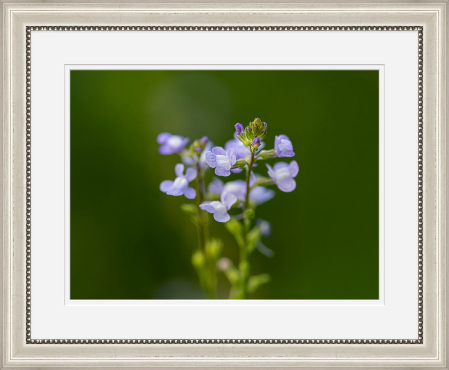 Blue Toadflax Framed Wall Art | Macro Wildflower Photography Print