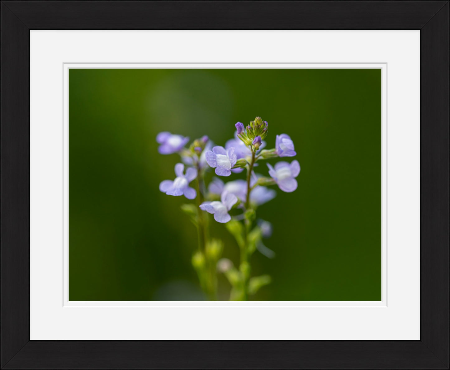Blue Toadflax Framed Wall Art | Macro Wildflower Photography Print