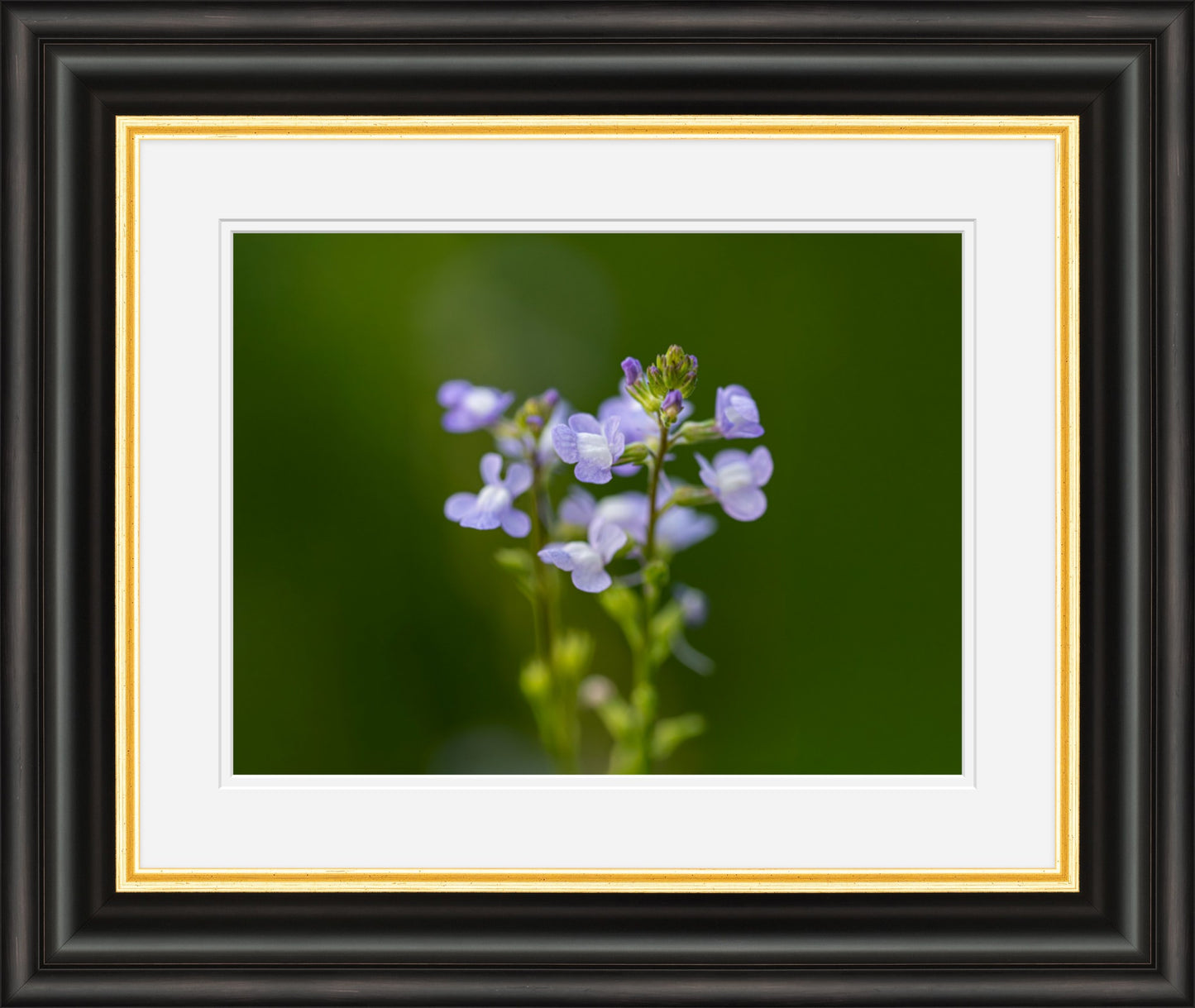 Blue Toadflax Framed Wall Art | Macro Wildflower Photography Print