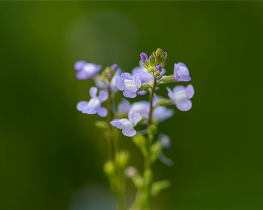 Blue Toadflax Framed Wall Art | Macro Wildflower Photography Print