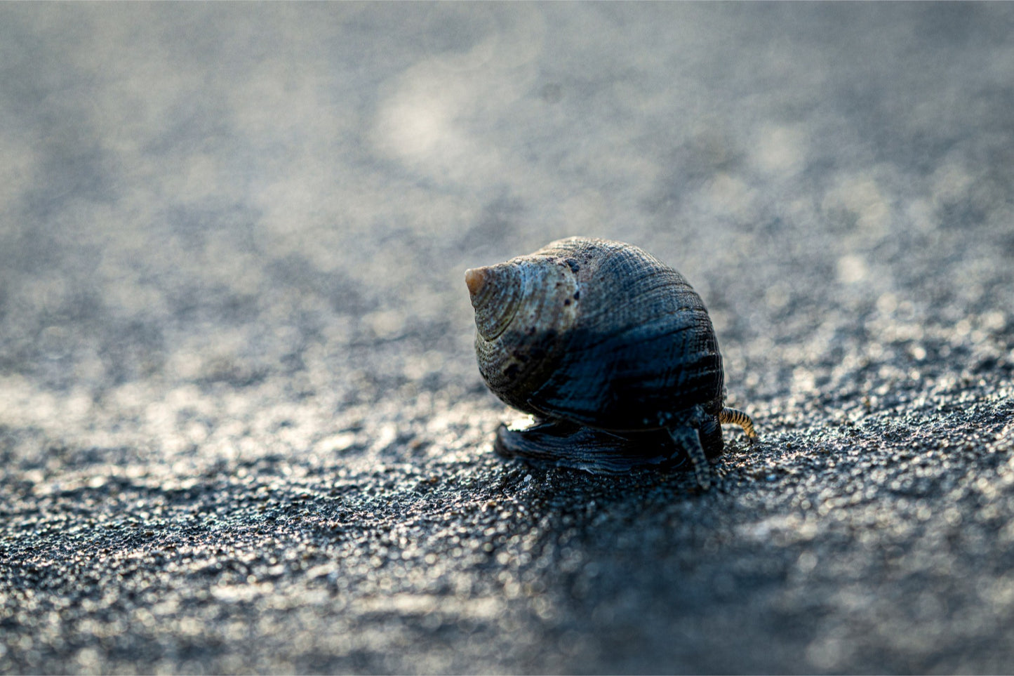 Periwinkle at Sunset — Hampton Beach NH Coastal Fine Art Photography Print