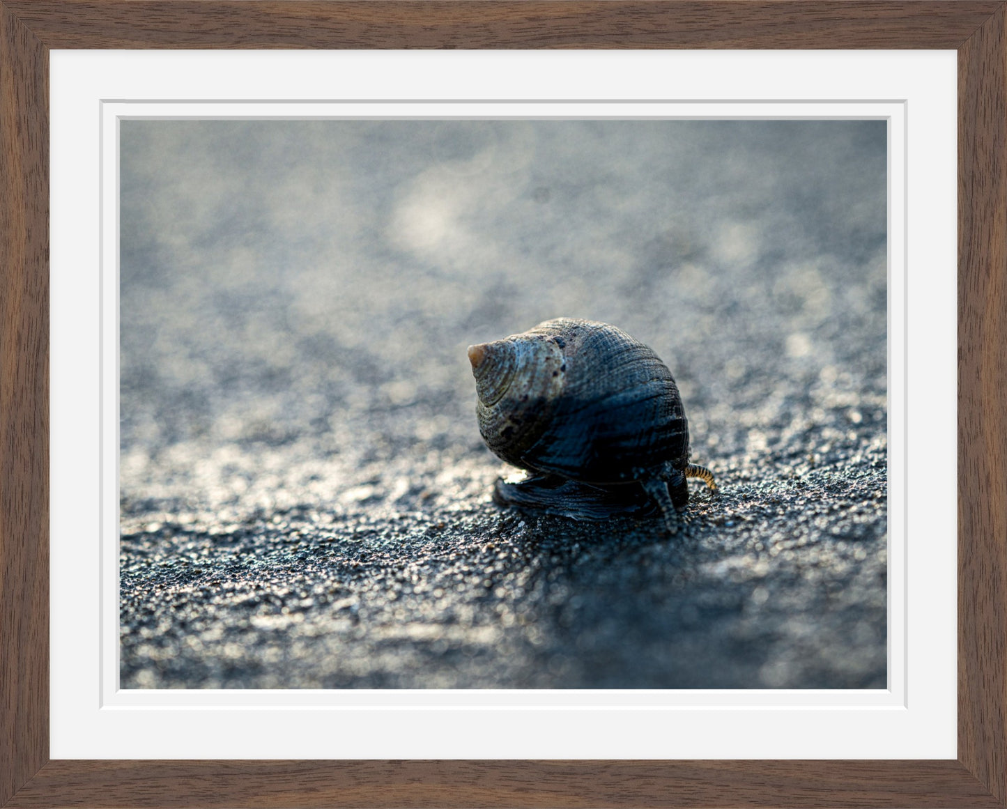 Periwinkle at Sunset — Hampton Beach NH Coastal Fine Art Photography Print