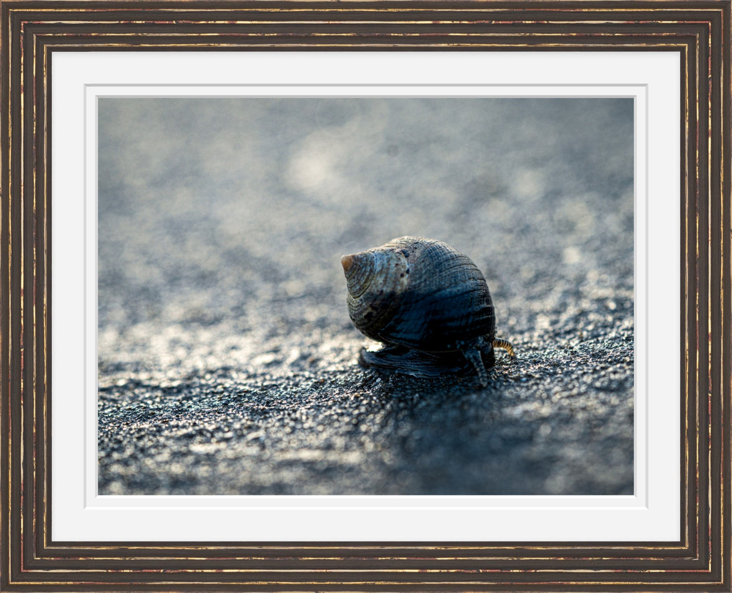 Periwinkle at Sunset — Hampton Beach NH Coastal Fine Art Photography Print