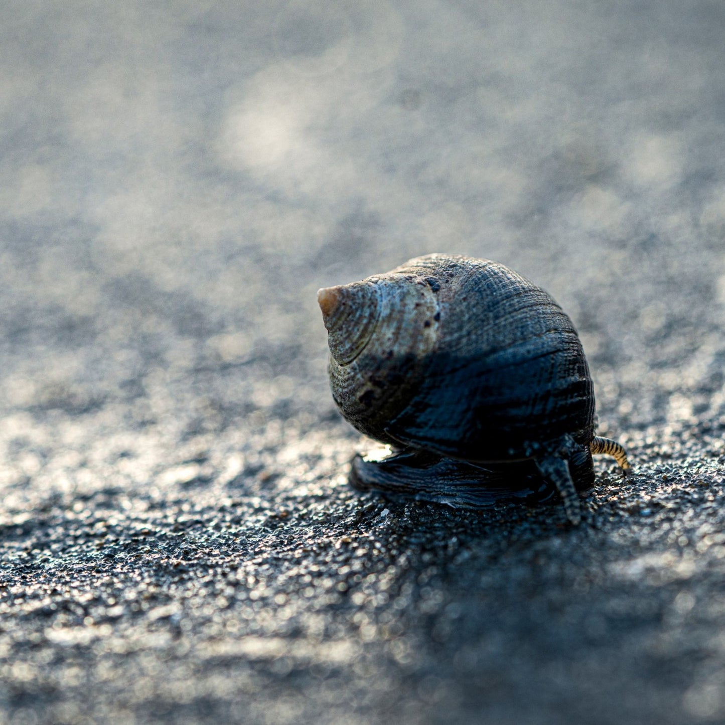 Periwinkle at Sunset — Hampton Beach NH Coastal Fine Art Photography Print