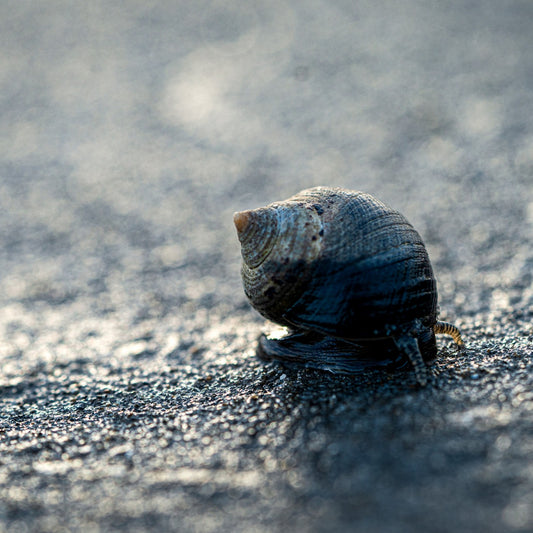 Periwinkle at Sunset — Hampton Beach NH Coastal Fine Art Photography Print