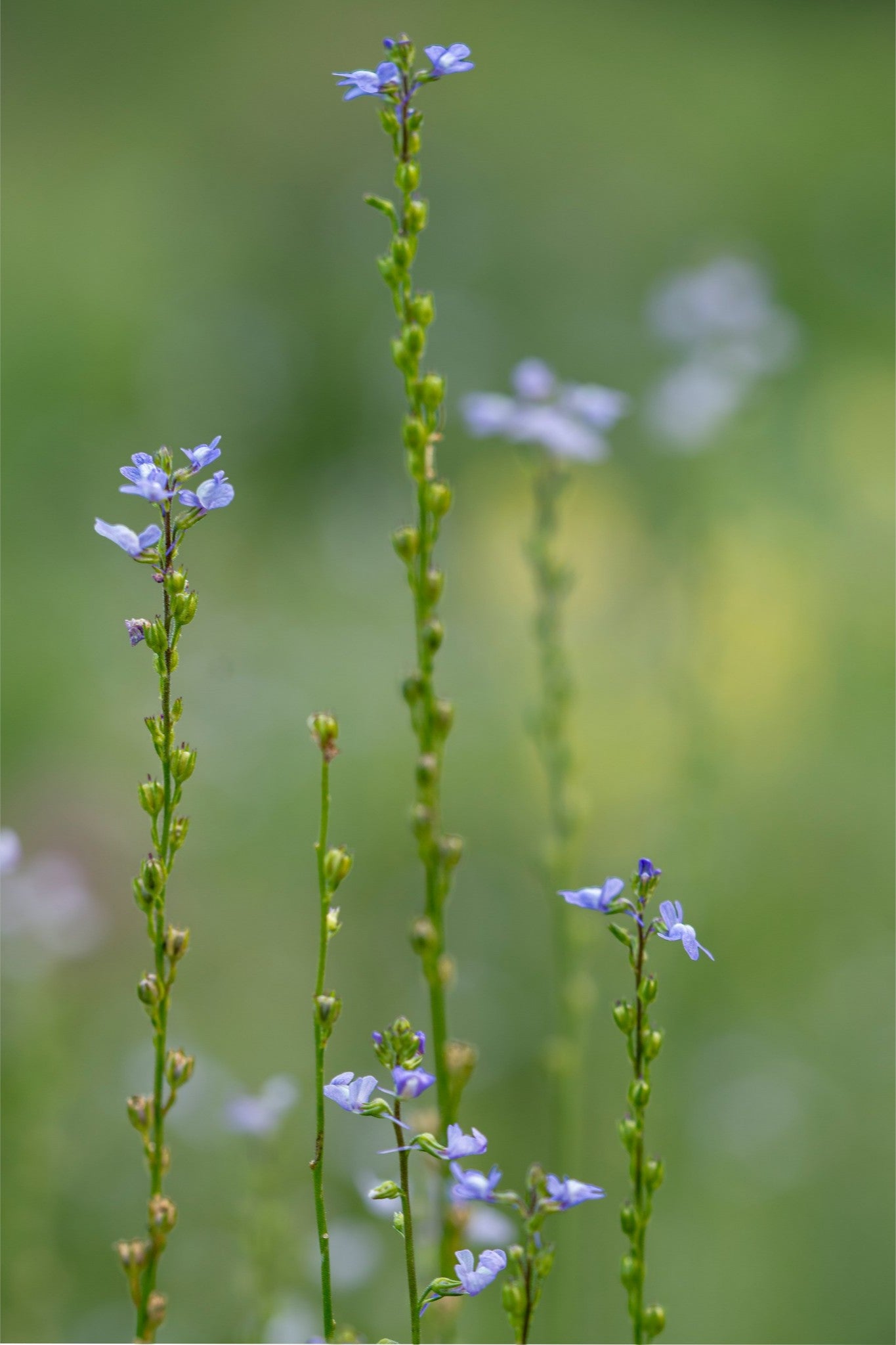 Summer Toadflax Meadow Wildflower Wall Art | Fine Art Botanical Photography