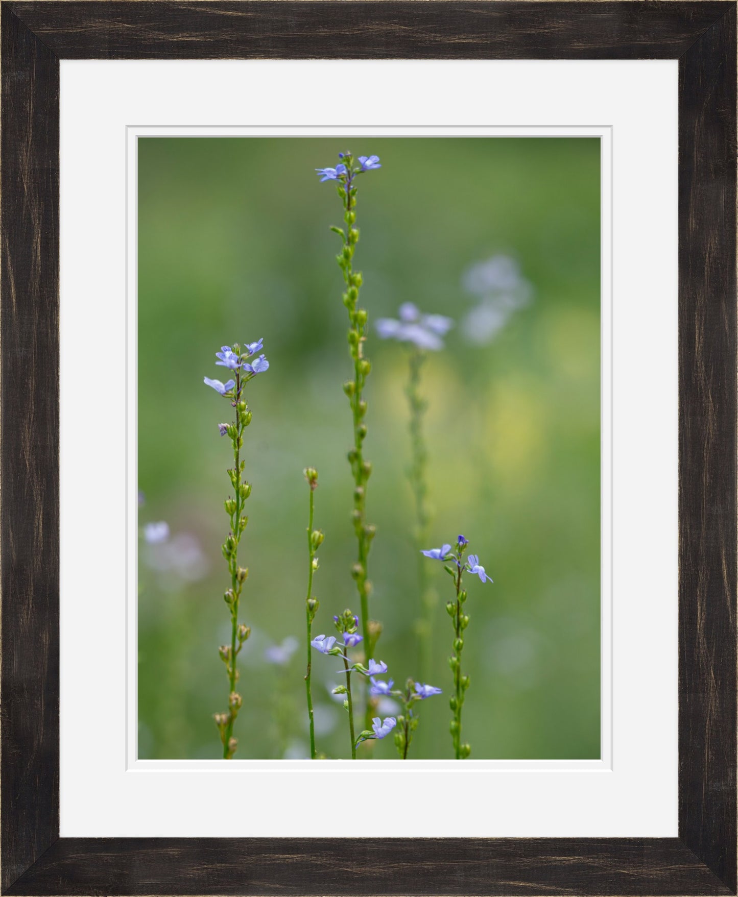 Summer Toadflax Meadow Wildflower Wall Art | Fine Art Botanical Photography