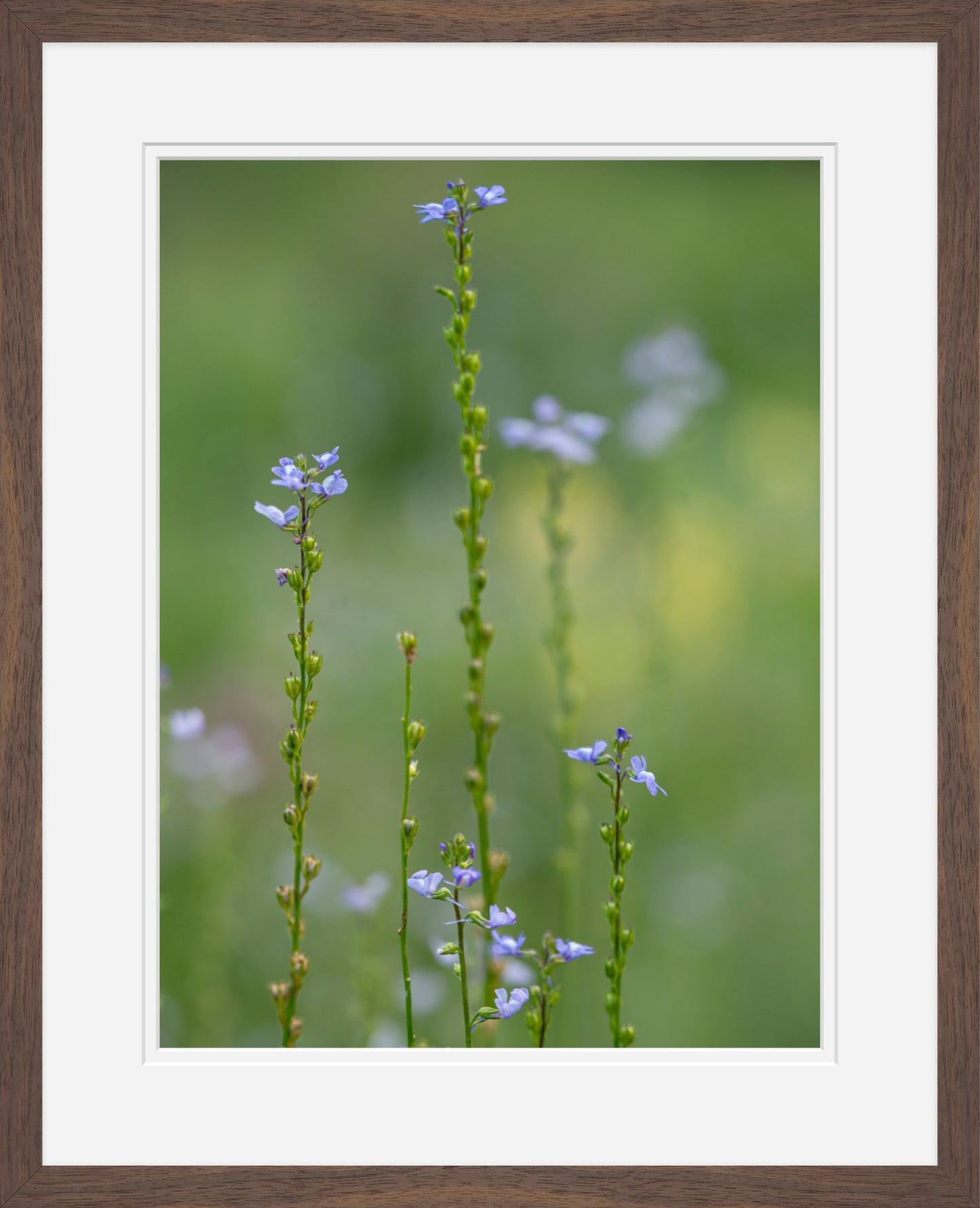 Summer Toadflax Meadow Wildflower Wall Art | Fine Art Botanical Photography